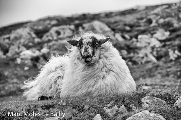 Photography by Marc Moles le Bailly - Scotland - Amazing Sheep