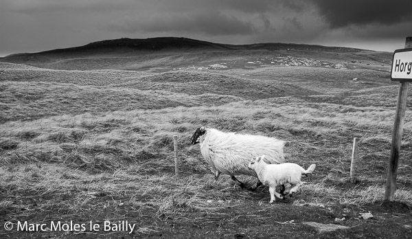 Photography by Marc Moles le Bailly - Scotland - Horgabost Sheep
