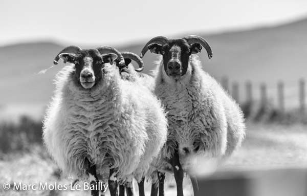 Photography by Marc Moles le Bailly - Scotland - In Front Of Islay Sheep