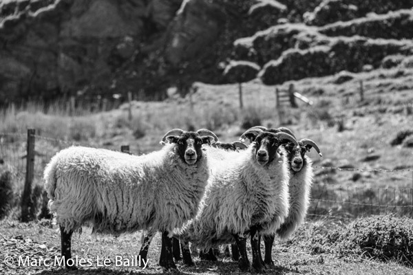 Photography by Marc Moles le Bailly - Scotland - Facing Islay Sheep